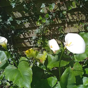 https://joli-studio-avec-son-jardin-privatif.inbrittany.com